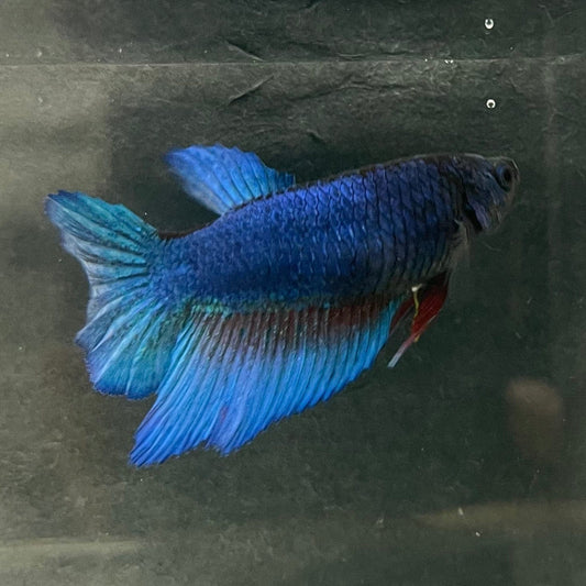 the-fish-farm Female Betta Female Betta - One Only - Z Choose your own Female Betta at The Fish Farm Australia