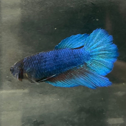 the-fish-farm Female Betta Female Betta - One Only - Z Choose your own Female Betta at The Fish Farm Australia