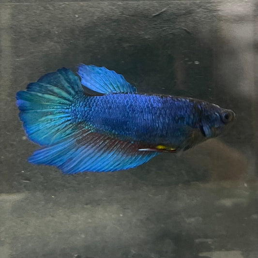 the-fish-farm Female Betta Female Betta - One Only - Z Choose your own Female Betta at The Fish Farm Australia