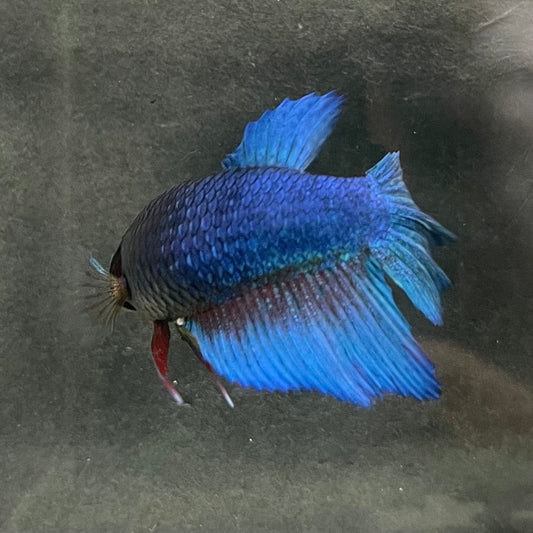 the-fish-farm Female Betta Female Betta - One Only - Z Choose your own Female Betta at The Fish Farm Australia