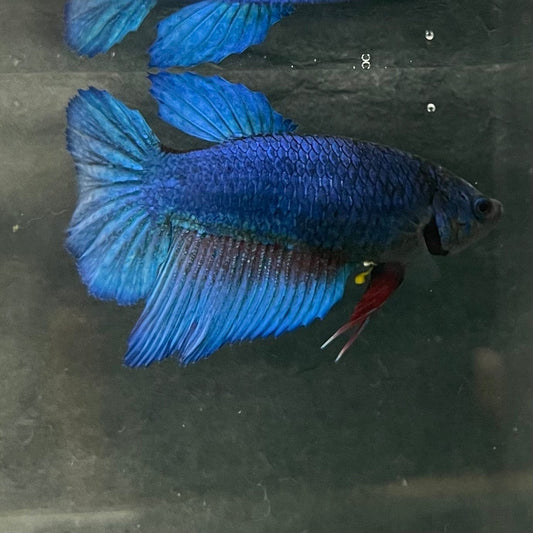 the-fish-farm Female Betta Female Betta - One Only - Z Choose your own Female Betta at The Fish Farm Australia