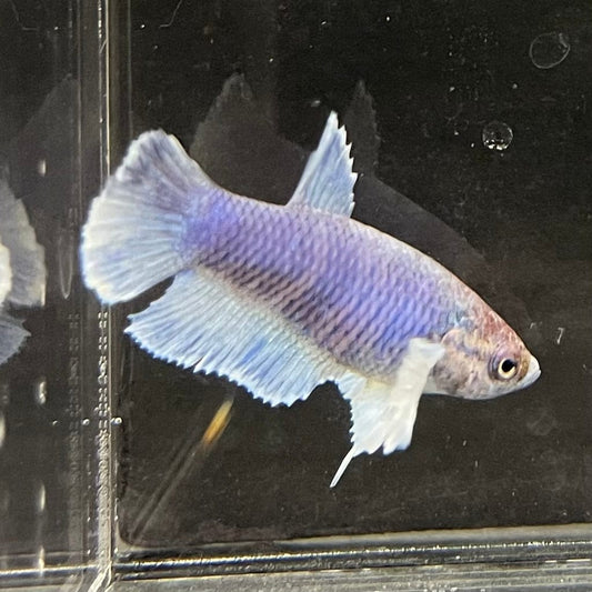 the-fish-farm Female Betta Female Betta - One Only - Z Choose your own Female Betta at The Fish Farm Australia