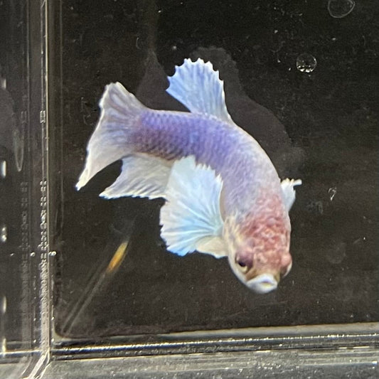 the-fish-farm Female Betta Female Betta - One Only - Z Choose your own Female Betta at The Fish Farm Australia