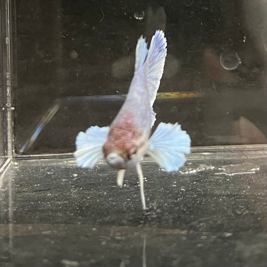 the-fish-farm Female Betta Female Betta - One Only - Z Choose your own Female Betta at The Fish Farm Australia