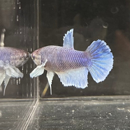 the-fish-farm Female Betta Female Betta - One Only - Z Choose your own Female Betta at The Fish Farm Australia
