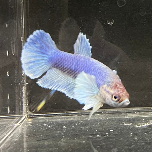 the-fish-farm Female Betta Female Betta - One Only - Z Choose your own Female Betta at The Fish Farm Australia