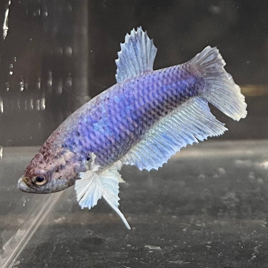 the-fish-farm Female Betta Female Betta - One Only - Z Choose your own Female Betta at The Fish Farm Australia