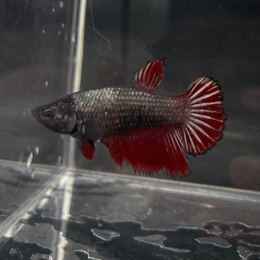 the-fish-farm Female Betta Female Betta - One Only - Z Choose your own Female Betta at The Fish Farm Australia