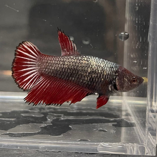 the-fish-farm Female Betta Female Betta - One Only - Z Choose your own Female Betta at The Fish Farm Australia