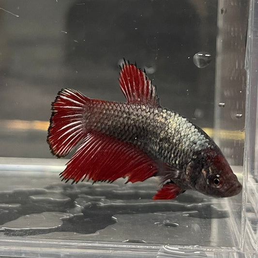 the-fish-farm Female Betta Female Betta - One Only - Z Choose your own Female Betta at The Fish Farm Australia