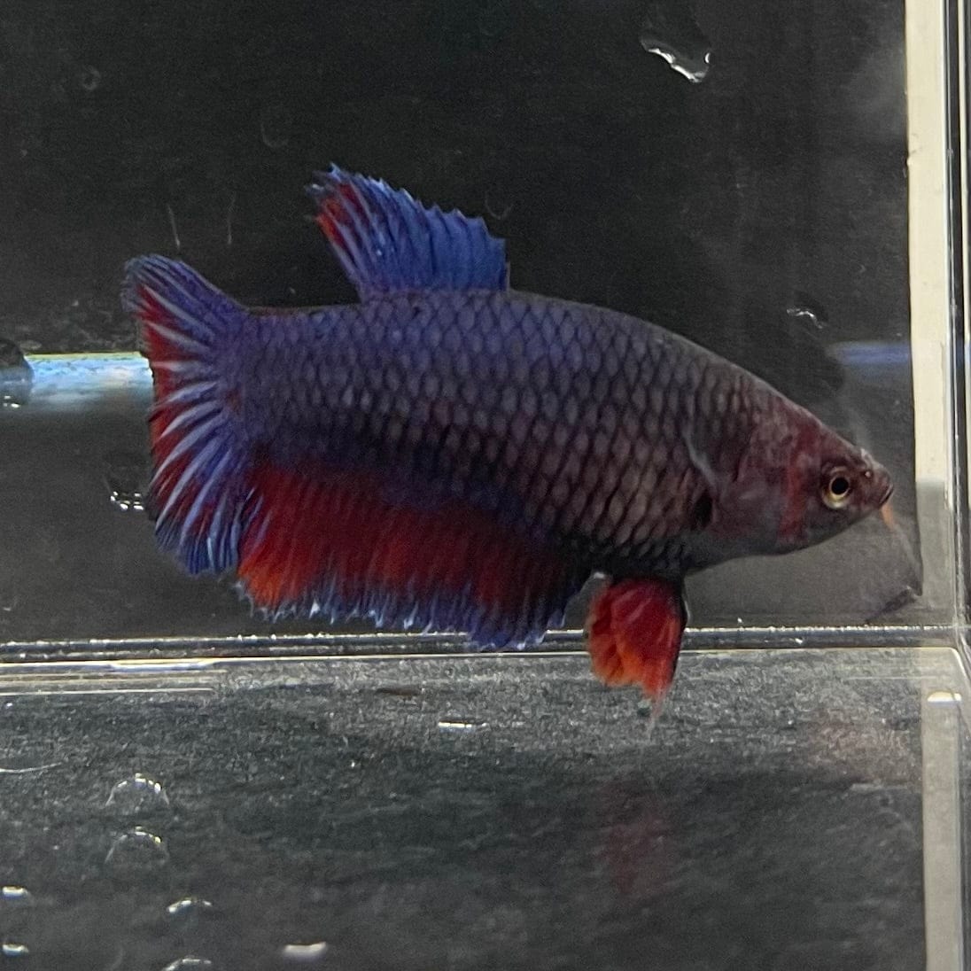 the-fish-farm Female Betta Female Betta - One Only - Z Choose your own Female Betta at The Fish Farm Australia