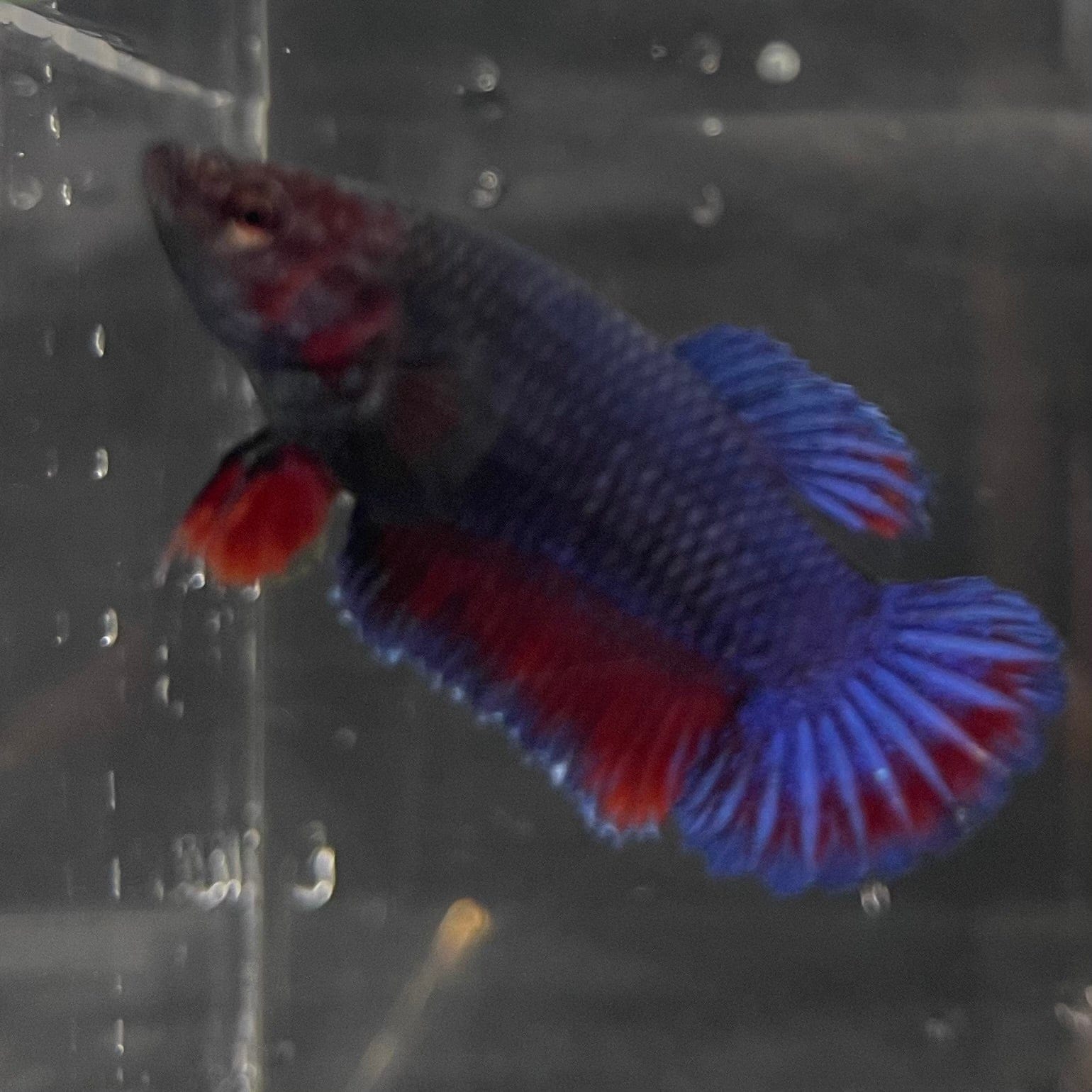 the-fish-farm Female Betta Female Betta - One Only - Z Choose your own Female Betta at The Fish Farm Australia