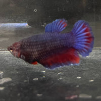 the-fish-farm Female Betta Female Betta - One Only - Z Choose your own Female Betta at The Fish Farm Australia