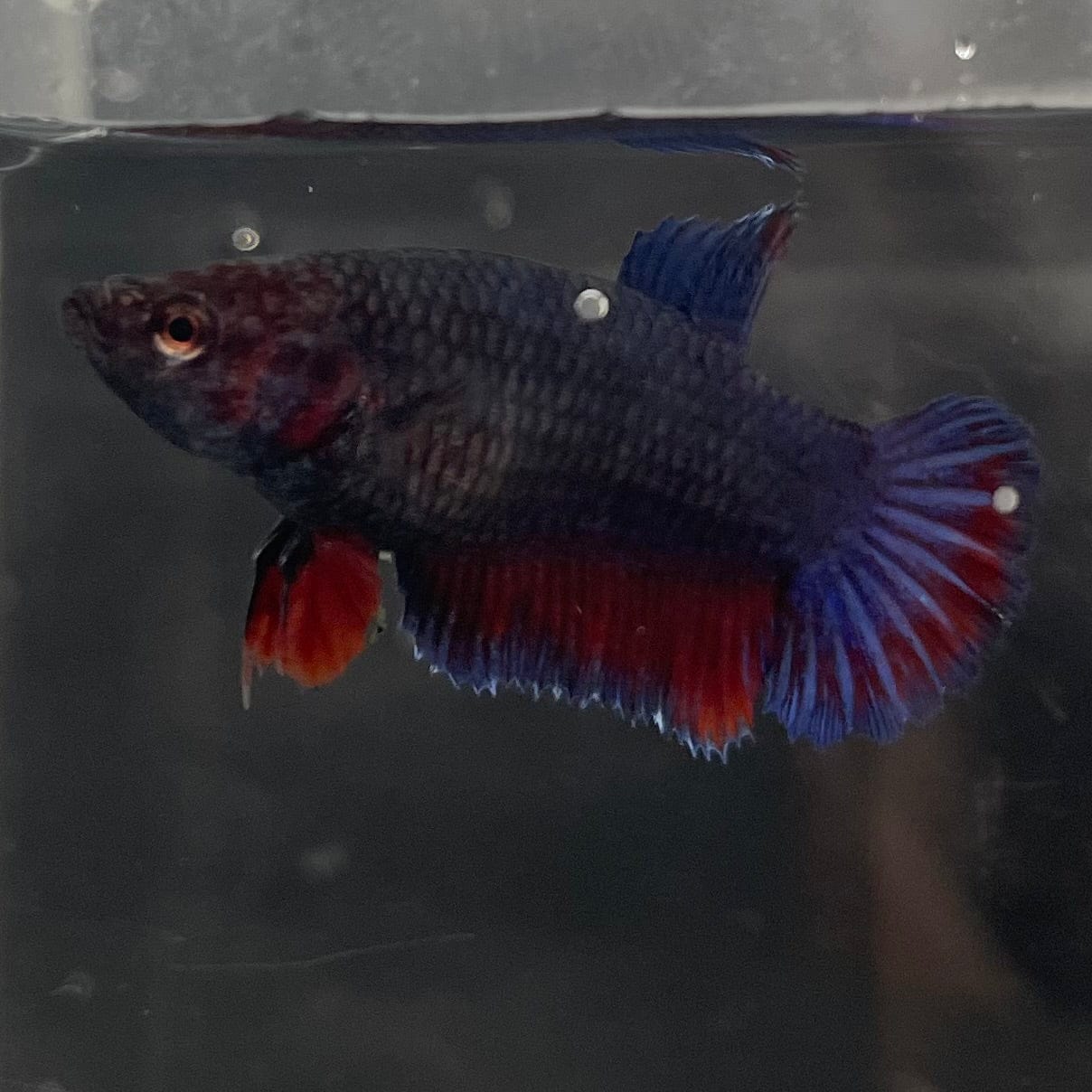 the-fish-farm Female Betta Female Betta - One Only - Z Choose your own Female Betta at The Fish Farm Australia