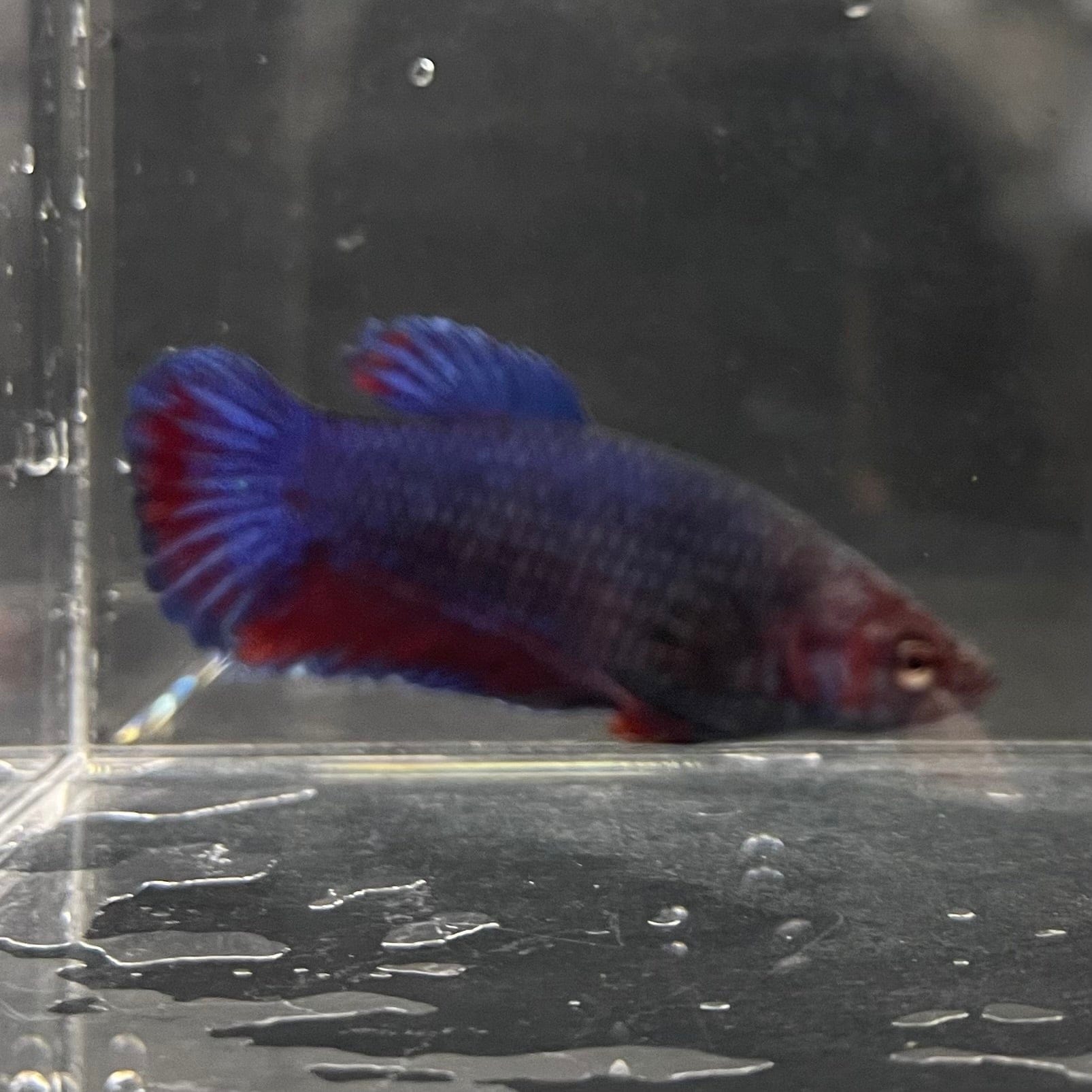 the-fish-farm Female Betta Female Betta - One Only - Z Choose your own Female Betta at The Fish Farm Australia