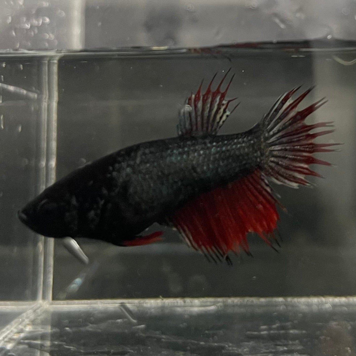 the-fish-farm Female Betta Female Betta - One Only - Z Choose your own Female Betta at The Fish Farm Australia