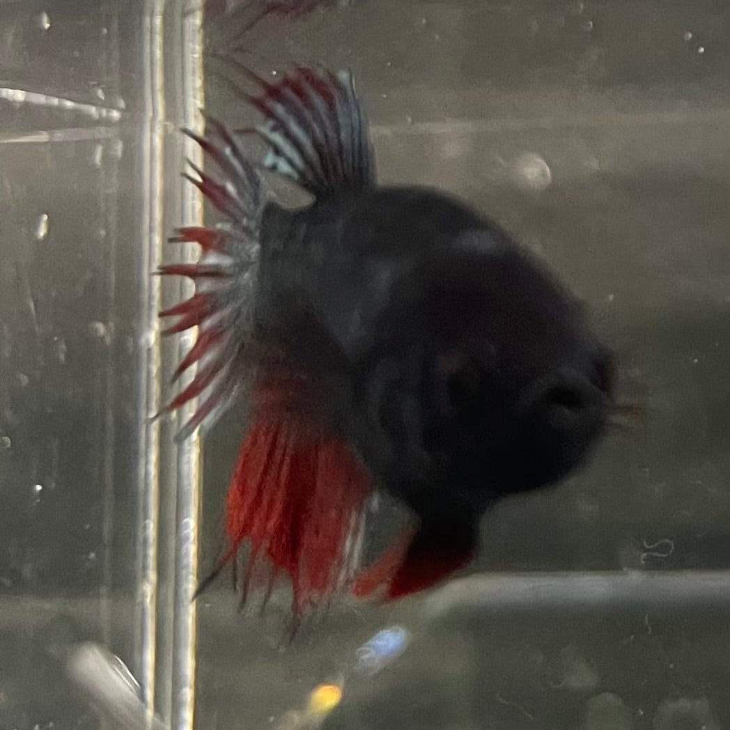 the-fish-farm Female Betta Female Betta - One Only - Z Choose your own Female Betta at The Fish Farm Australia