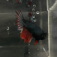 the-fish-farm Female Betta Female Betta - One Only - Z Choose your own Female Betta at The Fish Farm Australia