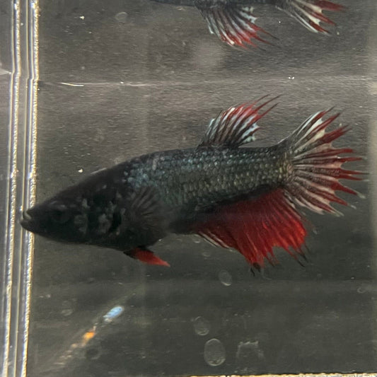 the-fish-farm Female Betta Female Betta - One Only - Z Choose your own Female Betta at The Fish Farm Australia