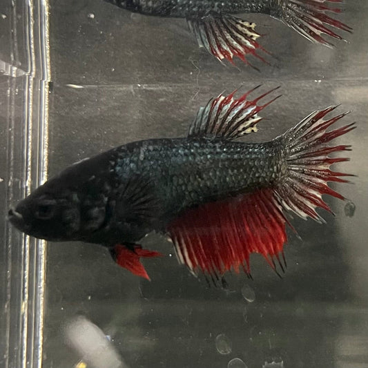 the-fish-farm Female Betta Female Betta - One Only - Z Choose your own Female Betta at The Fish Farm Australia