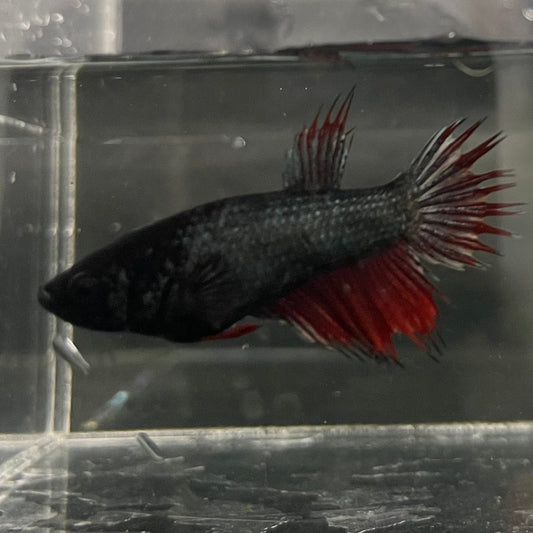 the-fish-farm Female Betta Female Betta - One Only - Z Choose your own Female Betta at The Fish Farm Australia