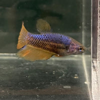 the-fish-farm Female Betta Female Betta - One Only - Z Choose your own Female Betta at The Fish Farm Australia