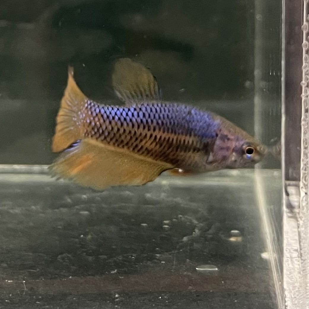 the-fish-farm Female Betta Female Betta - One Only - Z Choose your own Female Betta at The Fish Farm Australia
