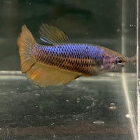 the-fish-farm Female Betta Female Betta - One Only - Z Choose your own Female Betta at The Fish Farm Australia