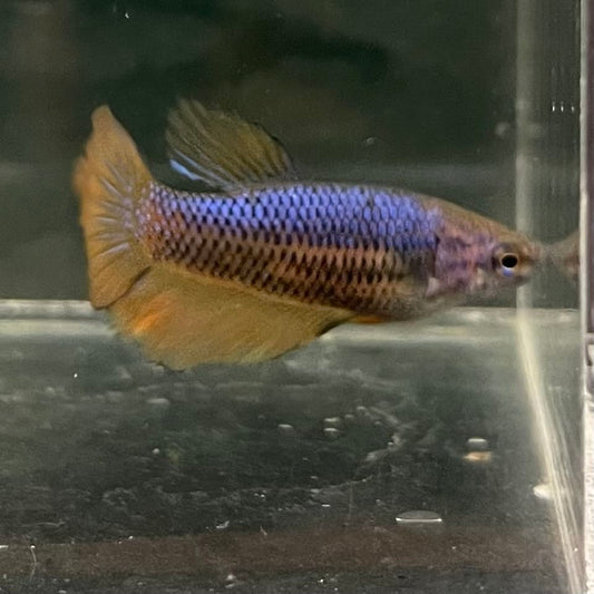 the-fish-farm Female Betta Female Betta - One Only - Z Choose your own Female Betta at The Fish Farm Australia