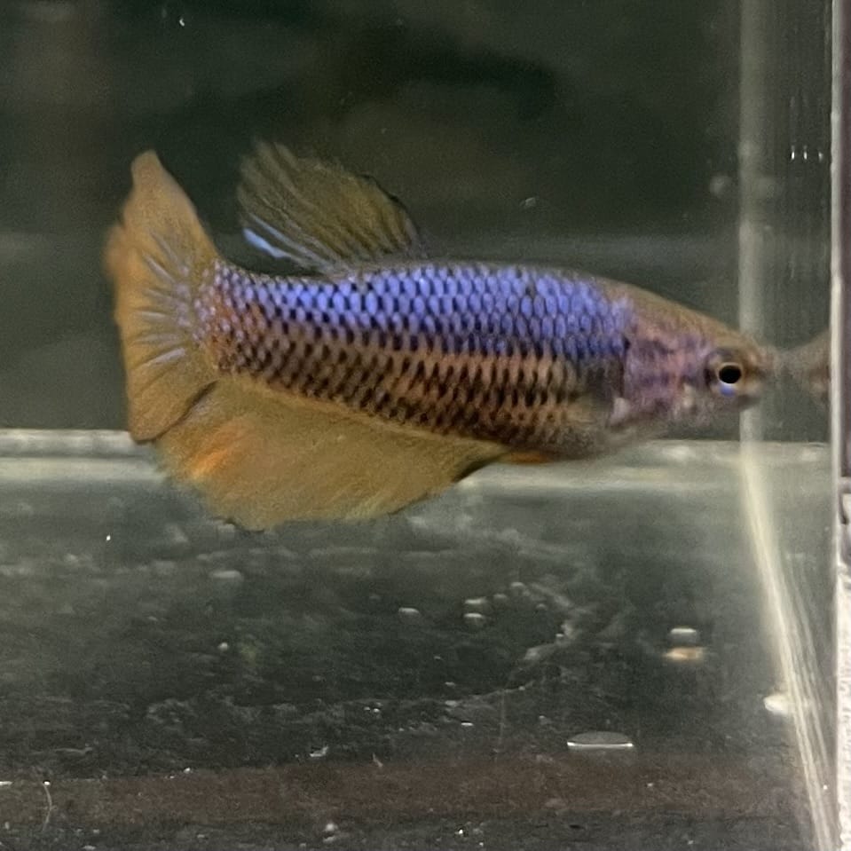 the-fish-farm Female Betta Female Betta - One Only - Z Choose your own Female Betta at The Fish Farm Australia