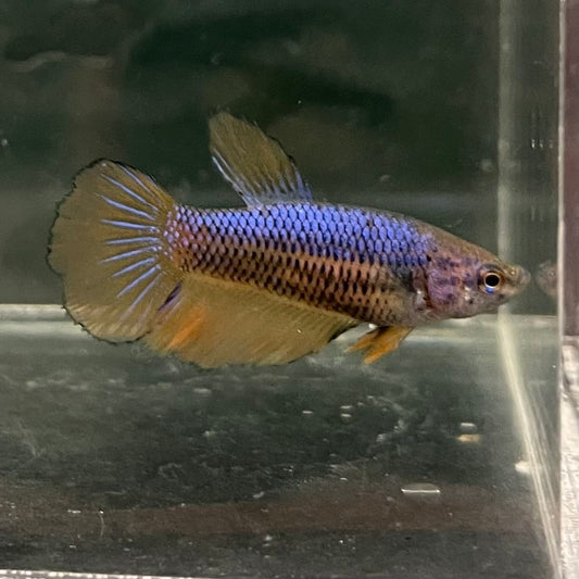 the-fish-farm Female Betta Female Betta - One Only - Z Choose your own Female Betta at The Fish Farm Australia
