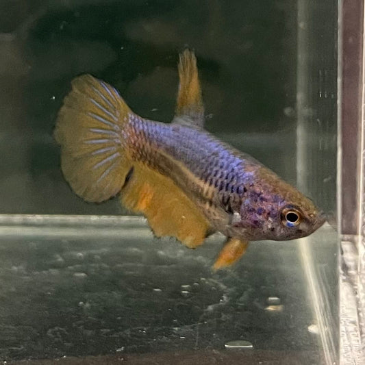 the-fish-farm Female Betta Female Betta - One Only - Z Choose your own Female Betta at The Fish Farm Australia