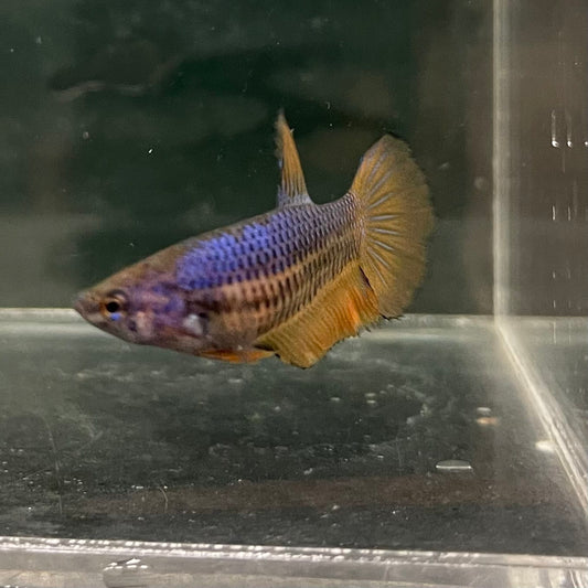 the-fish-farm Female Betta Female Betta - One Only - Z Choose your own Female Betta at The Fish Farm Australia