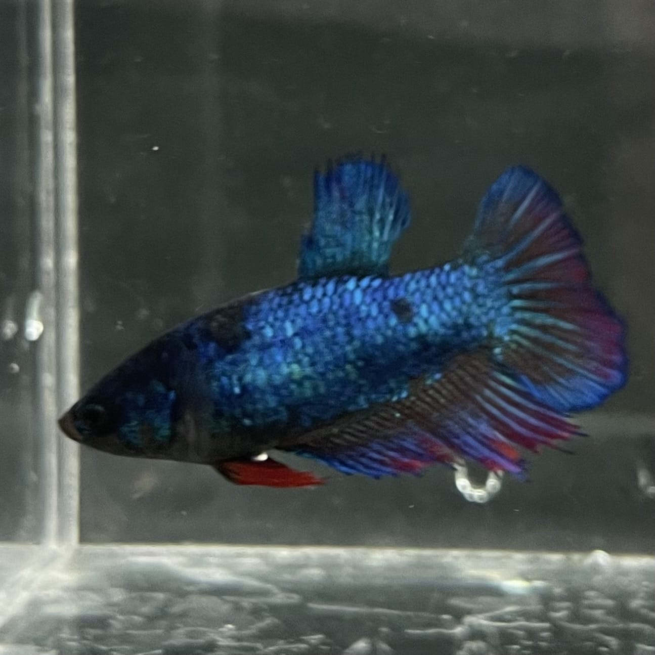 the-fish-farm Female Betta Female Betta - One Only - Z Choose your own Female Betta at The Fish Farm Australia