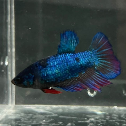 the-fish-farm Female Betta Female Betta - One Only - Z Choose your own Female Betta at The Fish Farm Australia