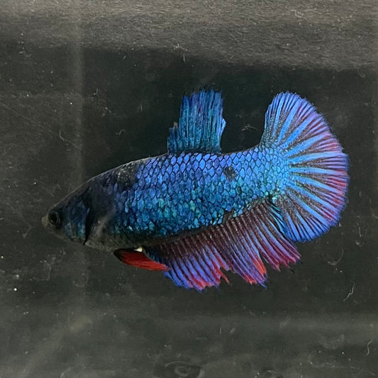 the-fish-farm Female Betta Female Betta - One Only - Z Choose your own Female Betta at The Fish Farm Australia