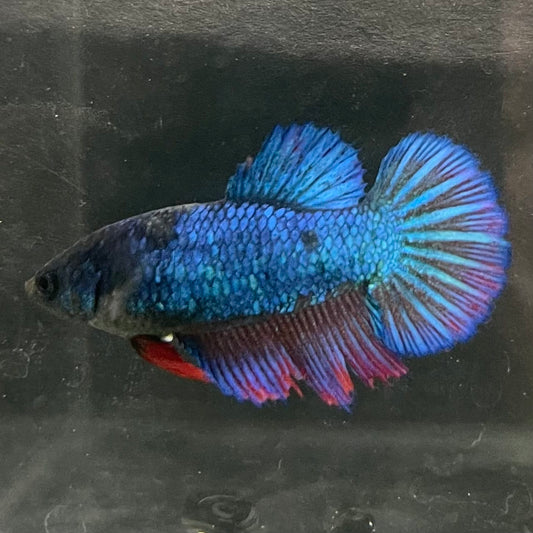 the-fish-farm Female Betta Female Betta - One Only - Z Choose your own Female Betta at The Fish Farm Australia