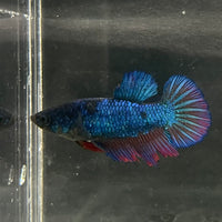 the-fish-farm Female Betta Female Betta - One Only - Z Choose your own Female Betta at The Fish Farm Australia