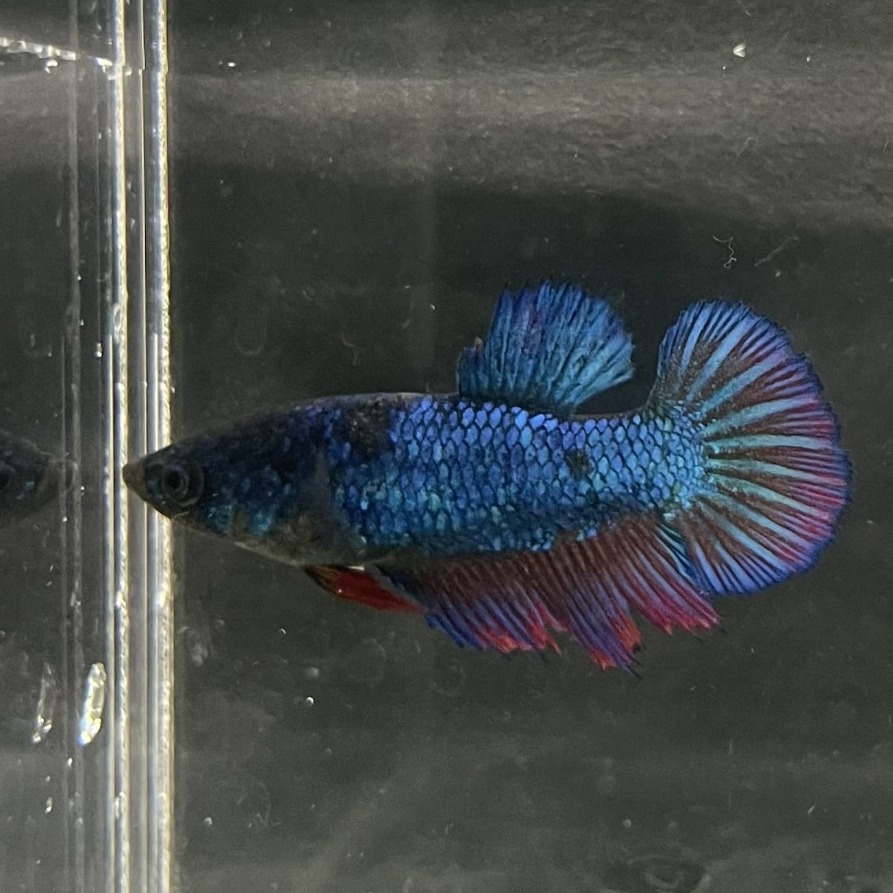 the-fish-farm Female Betta Female Betta - One Only - Z Choose your own Female Betta at The Fish Farm Australia