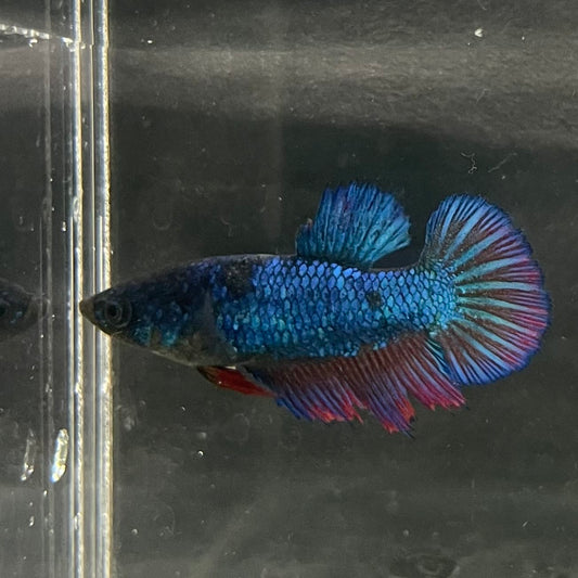 the-fish-farm Female Betta Female Betta - One Only - Z Choose your own Female Betta at The Fish Farm Australia