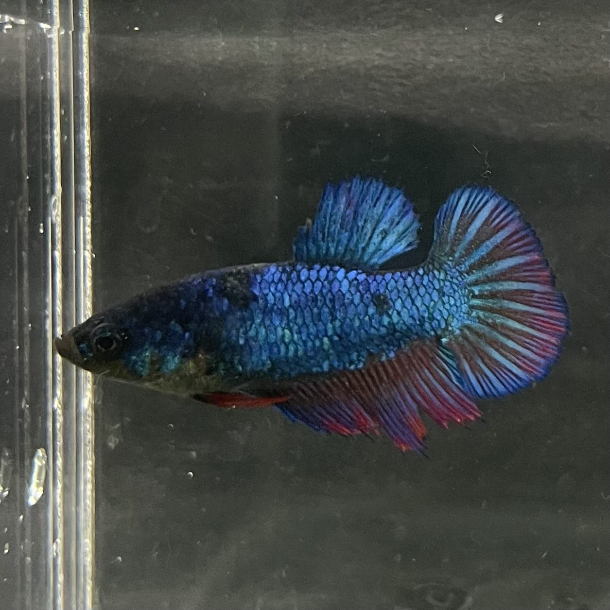 the-fish-farm Female Betta Female Betta - One Only - Z Choose your own Female Betta at The Fish Farm Australia