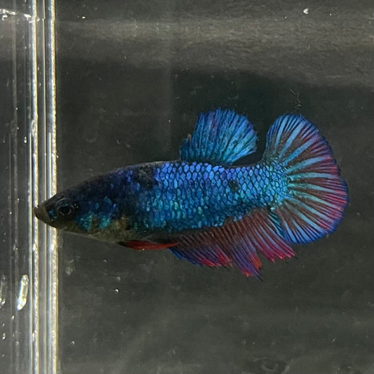the-fish-farm Female Betta Female Betta - One Only - Z Choose your own Female Betta at The Fish Farm Australia