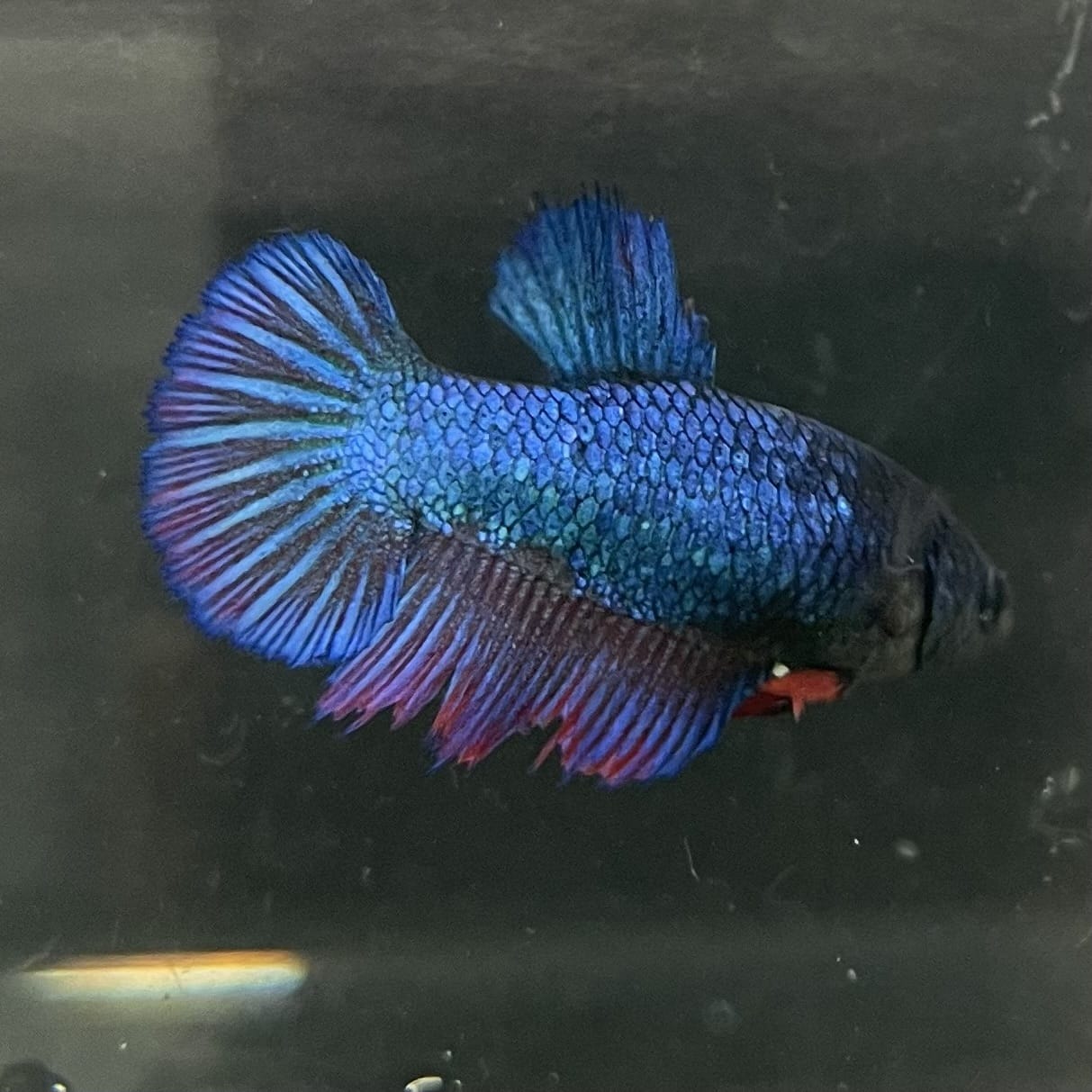 the-fish-farm Female Betta Female Betta - One Only - Z Choose your own Female Betta at The Fish Farm Australia