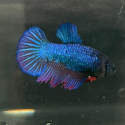 the-fish-farm Female Betta Female Betta - One Only - Z Choose your own Female Betta at The Fish Farm Australia