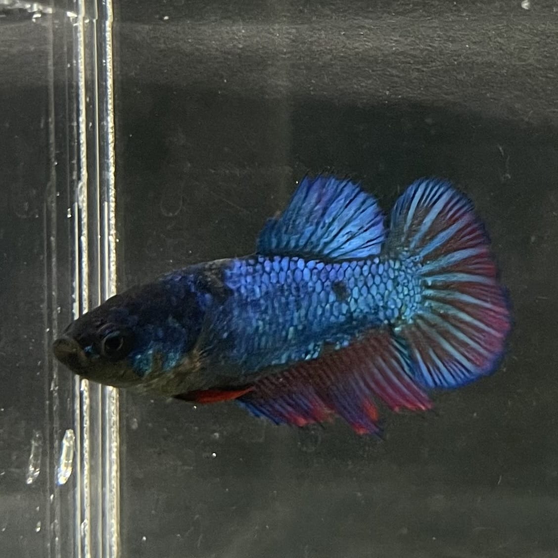 the-fish-farm Female Betta Female Betta - One Only - Z Choose your own Female Betta at The Fish Farm Australia