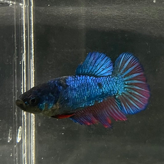 the-fish-farm Female Betta Female Betta - One Only - Z Choose your own Female Betta at The Fish Farm Australia