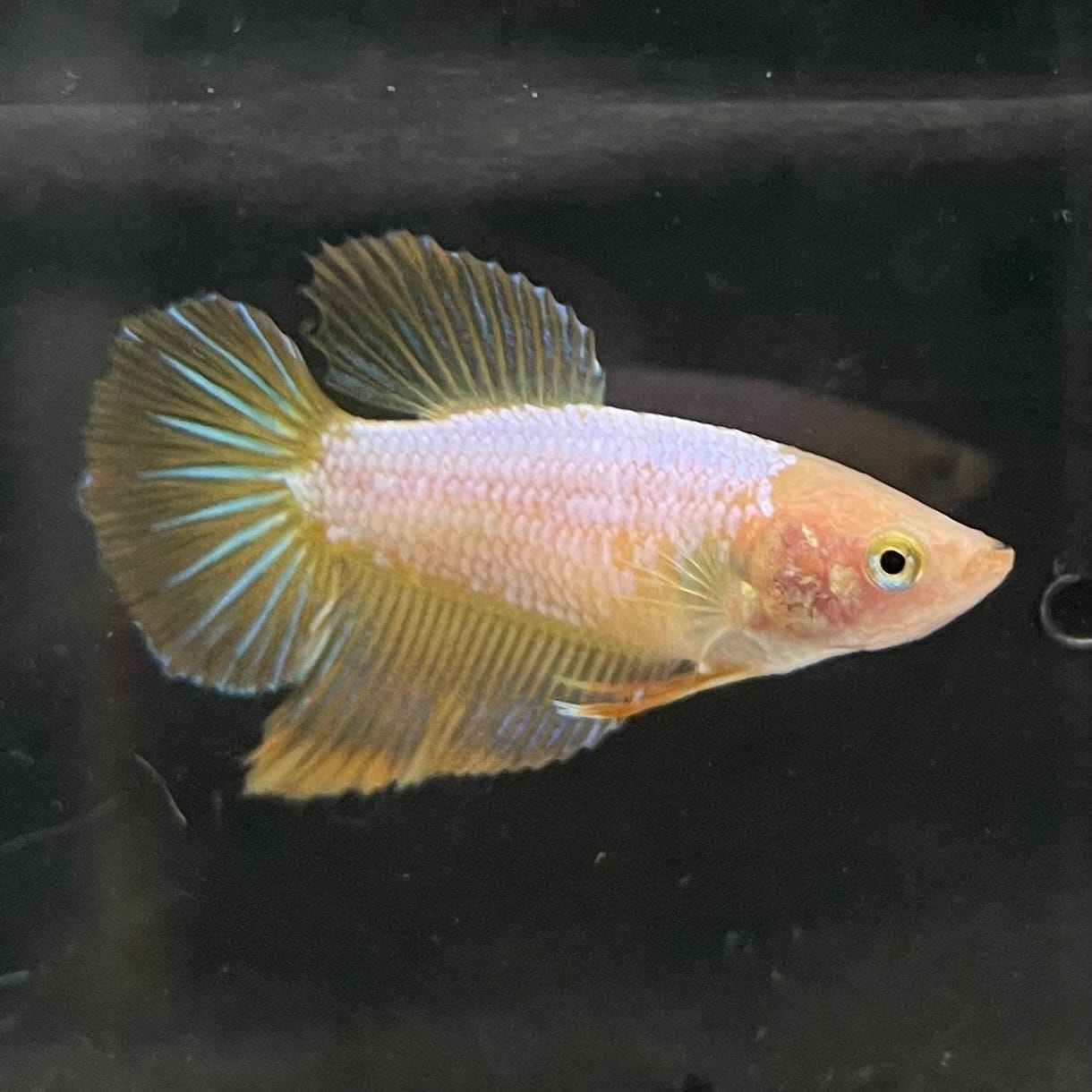 the-fish-farm Female Betta Female Betta - One Only - Z Choose your own Female Betta at The Fish Farm Australia