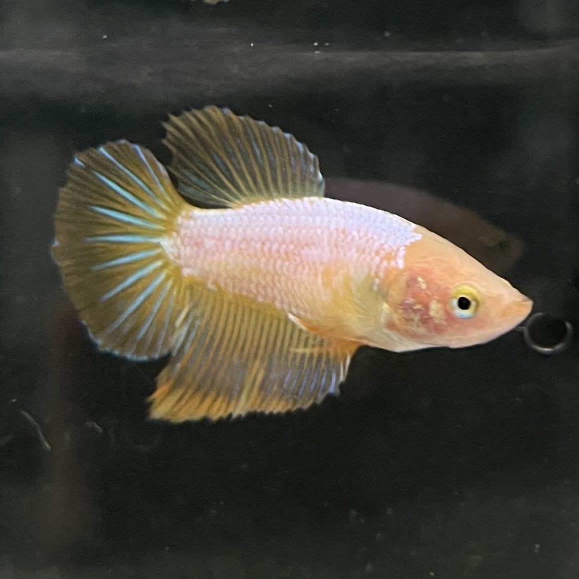 the-fish-farm Female Betta Female Betta - One Only - Z Choose your own Female Betta at The Fish Farm Australia