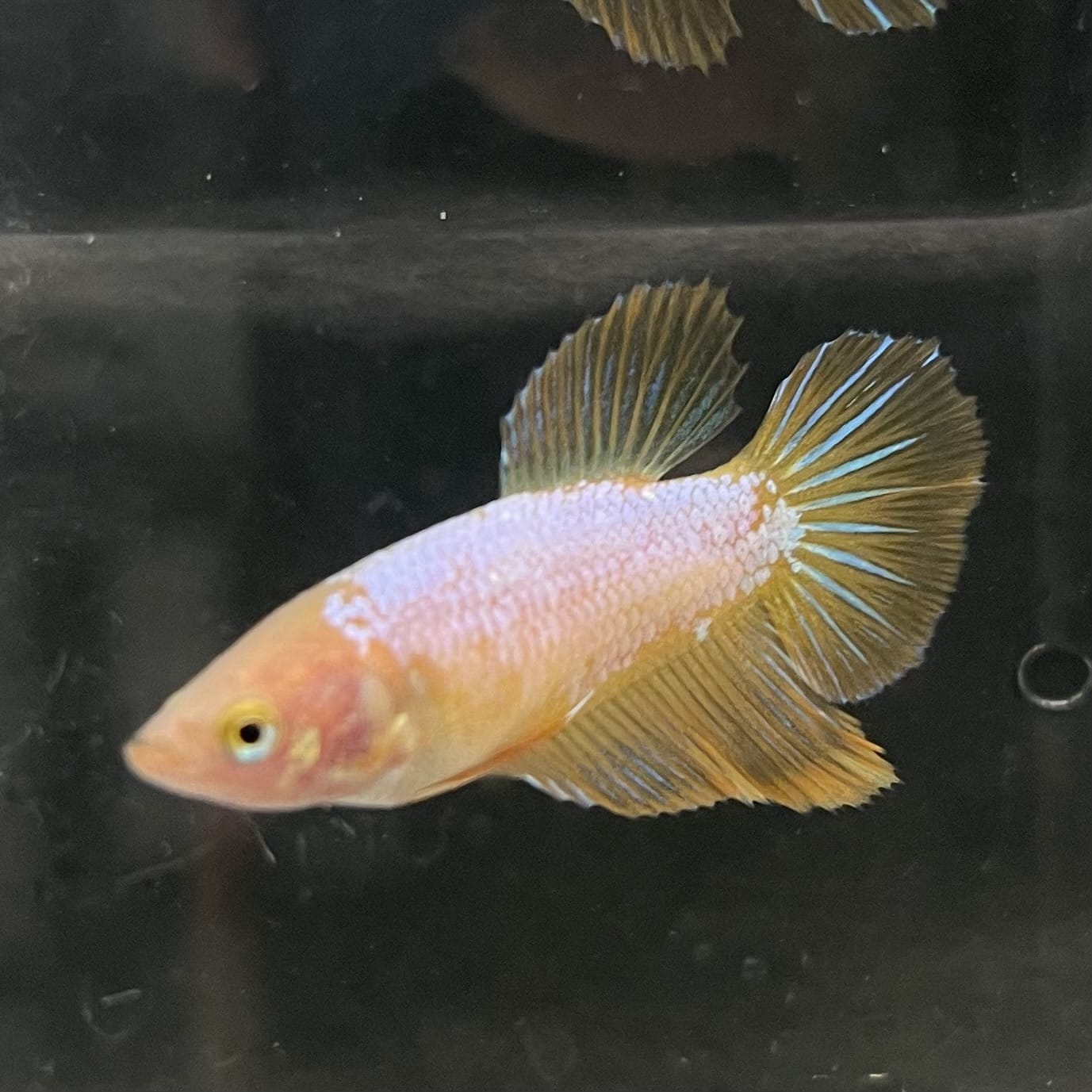 the-fish-farm Female Betta Female Betta - One Only - Z Choose your own Female Betta at The Fish Farm Australia