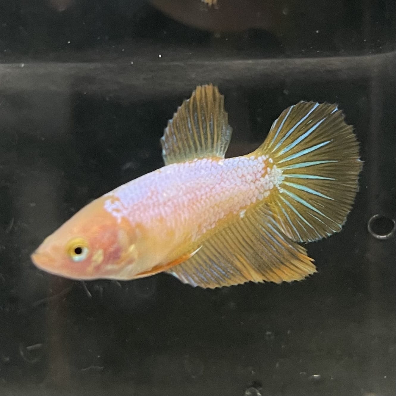 the-fish-farm Female Betta Female Betta - One Only - Z Choose your own Female Betta at The Fish Farm Australia